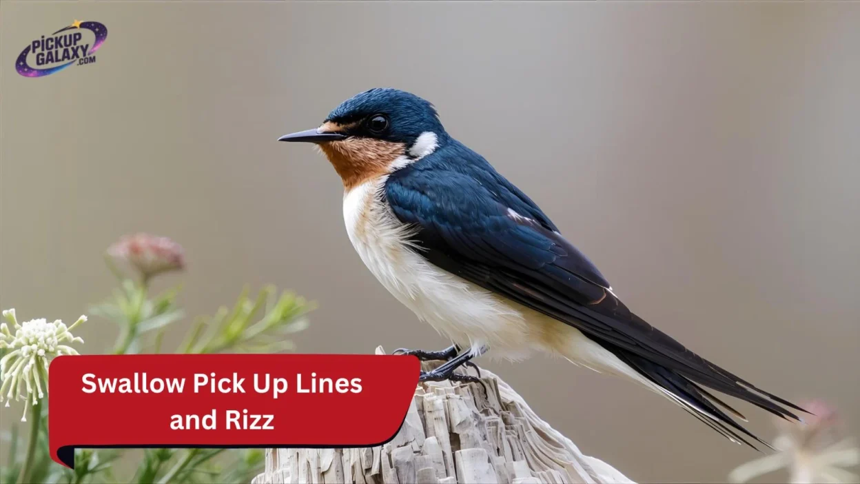 Swallow Pick Up Lines and Rizz